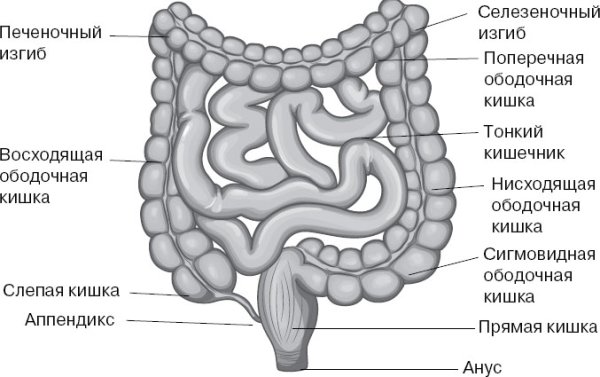 Печеночный изгиб ободочной кишки