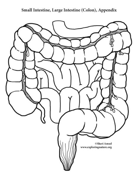 Тонкий кишечник рисунок анатомия