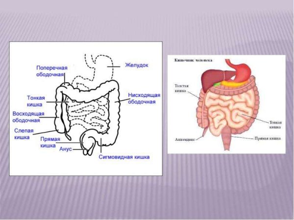 Строение и пищеварение в толстой и тонкой кишке