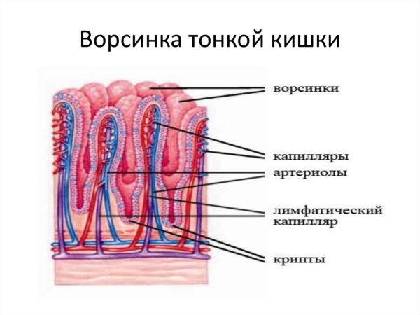Строение ворсинки тонкого кишечника анатомия