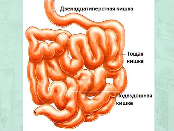 Двенадцатиперстная тощая и подвздошная кишка