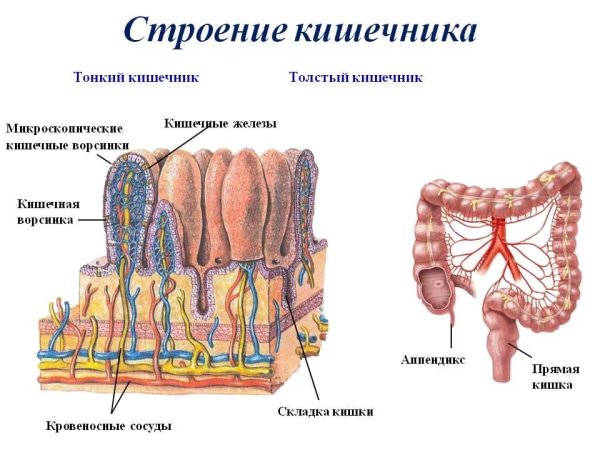 Тонкий и толстый кишечник анатомия строение