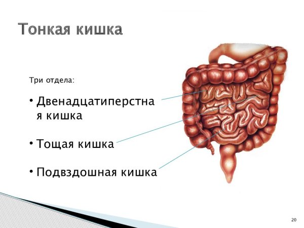 Отделы тонкой кишки анатомия
