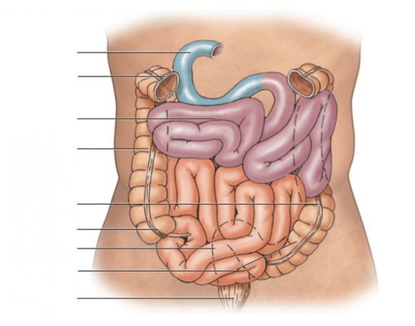 Тонкая кишка анатомия человека рисунок
