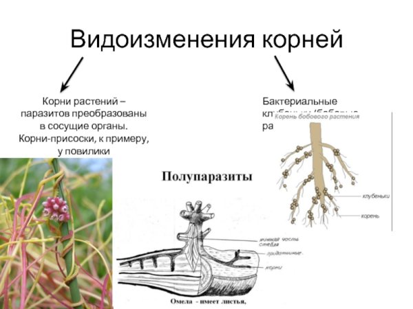 Гаустории повилики