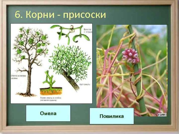 Корни присоски повилика