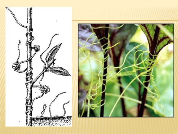 Повилика заразиха омела
