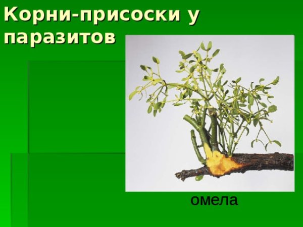 Корни омелы и повилики