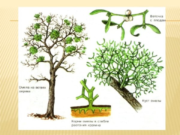 Омела корни присоски