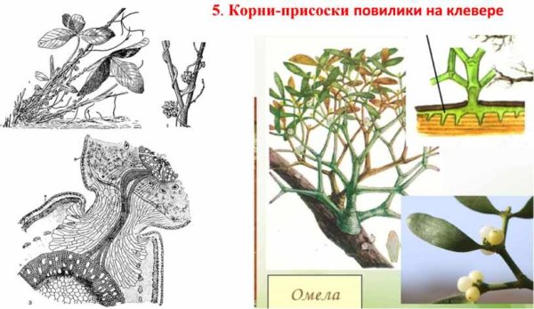 Корни-присоски гаустории повилик