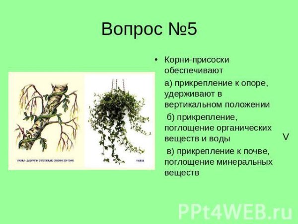 Корни присоски