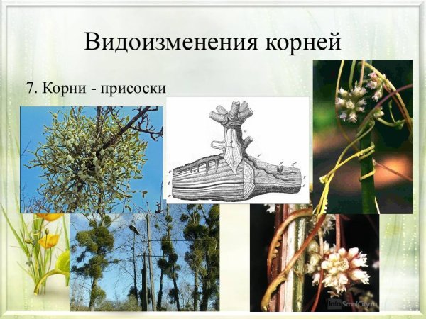 Корни-гаустории омелы