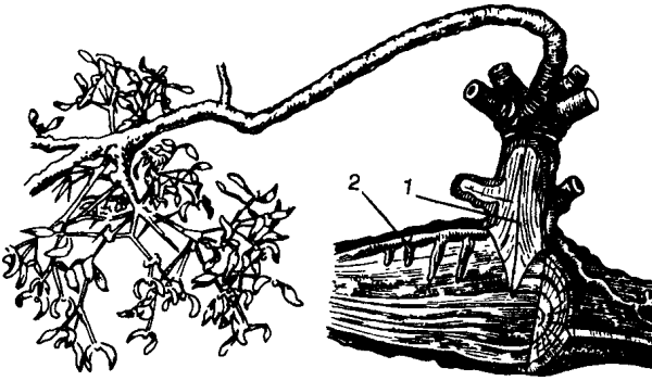 Корни присоски