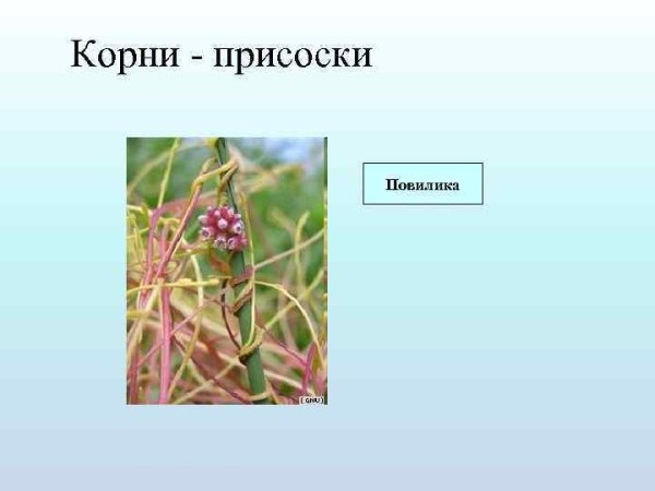 Корни-гаустории омелы