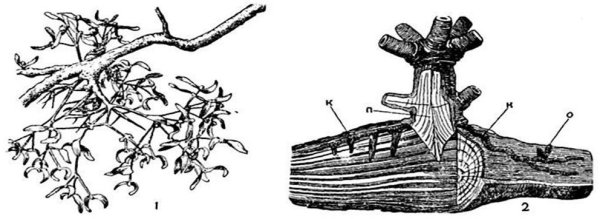 Корни-присоски павелика