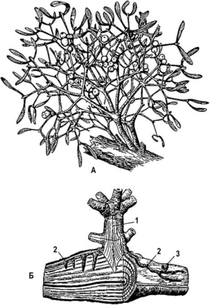 Омела белая корни