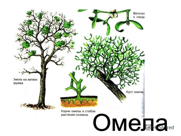 Повилика заразиха Петров крест