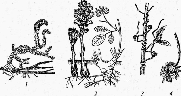 Корни растений-паразитов заразиха