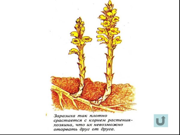 Повилика омела