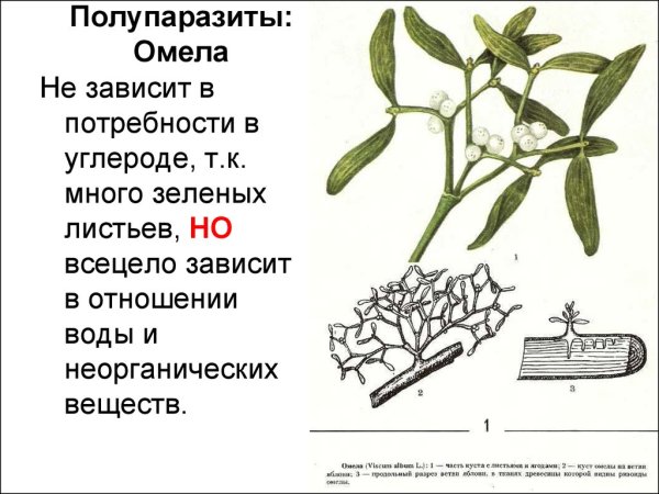 Гаустория повилика