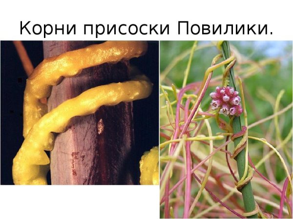 Омела белая гаустории