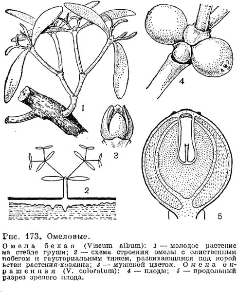 Корни-гаустории омелы