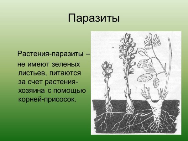Корни повилики и заразихи