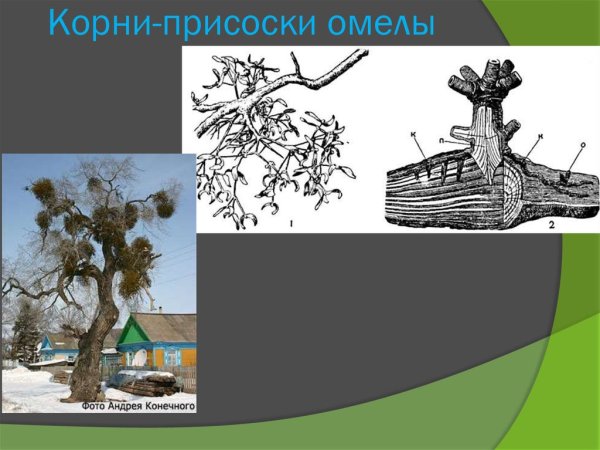 Гаустории повилики