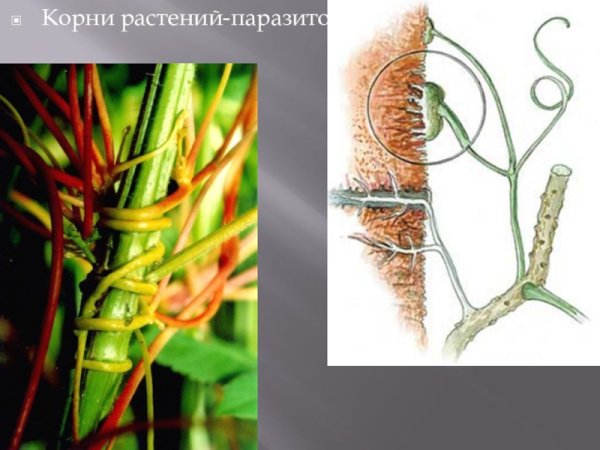 Корни повилики и заразихи