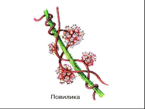 Корни присоски
