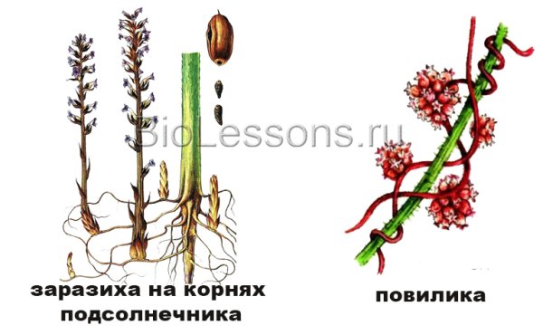 Видоизменения корней растений паразитов