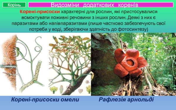 Корень видоизменения корней