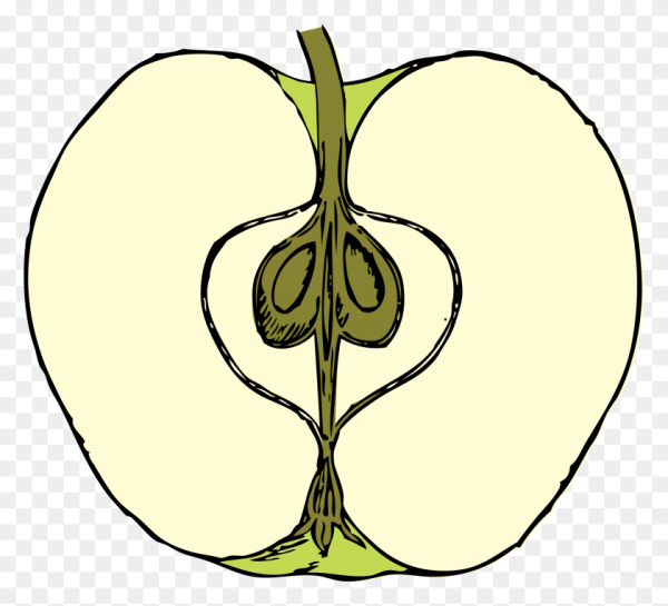 Разрез яблока продольный и поперечный