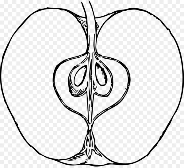 Поперечный разрез плода яблони