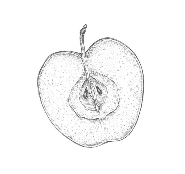 Нарисовать яблоко в разрезе