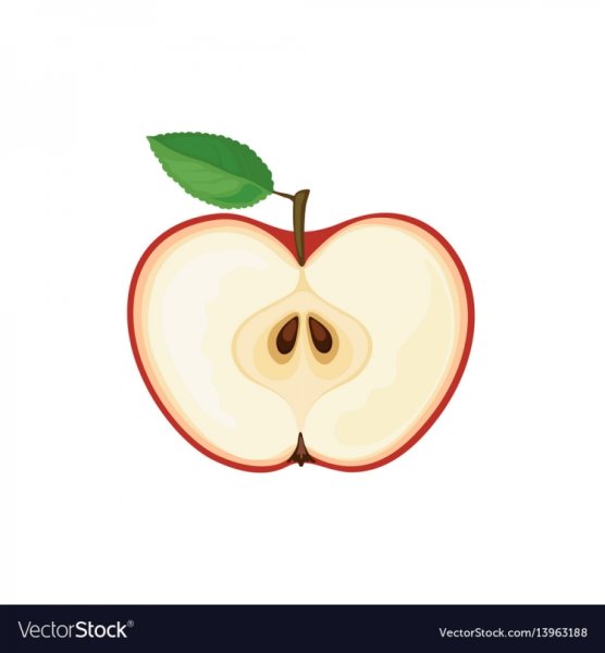 Яблоко в разрезе вектор