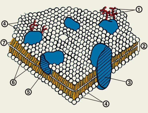 Строение биомембраны клетки