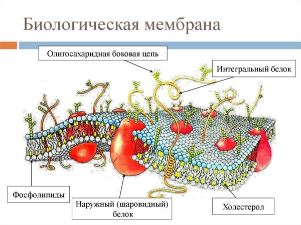 Строение биомембраны клетки