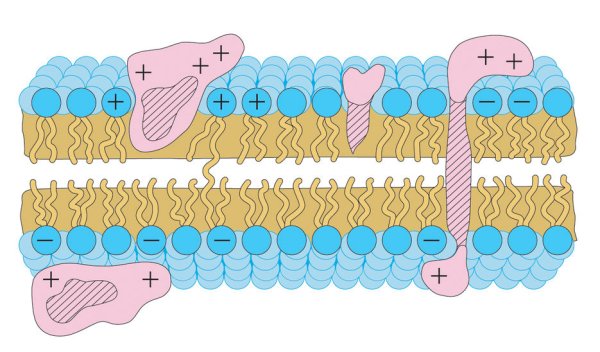 Строение биологической мембраны рис 13