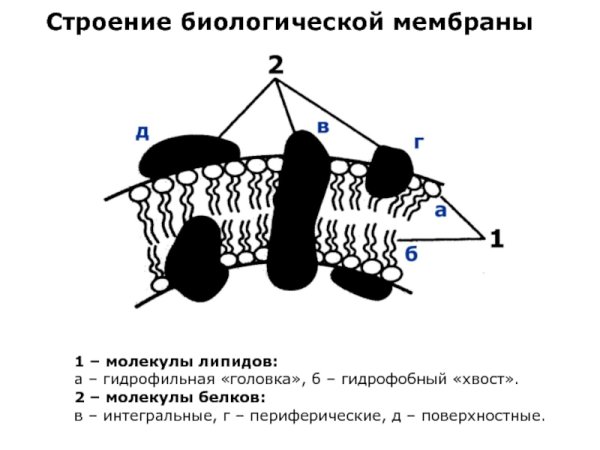 Строение биологических мембран биохимия