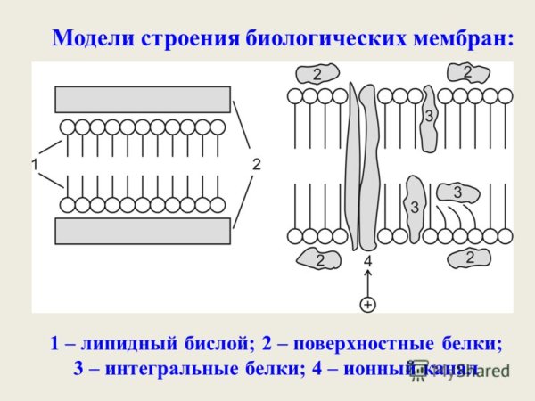 Структура биологии. Схема строения биологической мембраны биохимия. Липидный бислой мембраны. Строение биологической мембраны рисунок. Схема клеточной мембраны.