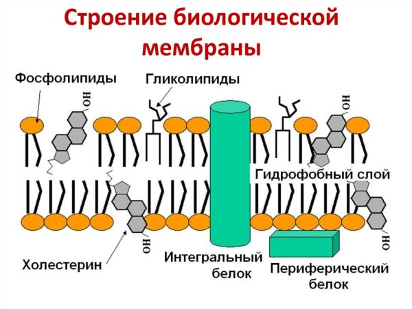 Строение клеточных мембран биохимия
