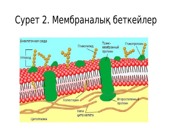 Строение биомембраны клетки