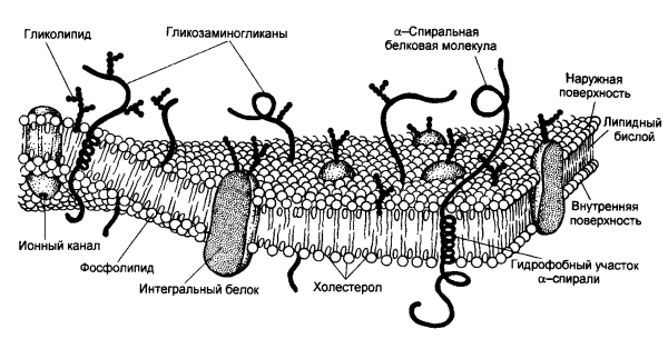 Жидко мозаичная модель плазматической мембраны