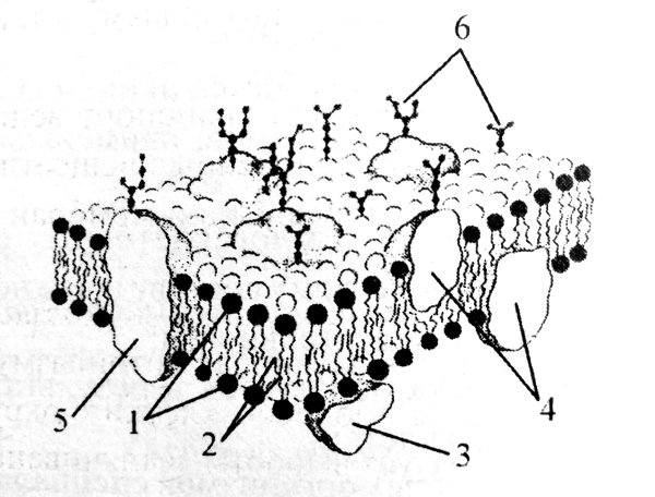 Схема строения плазматической мембраны