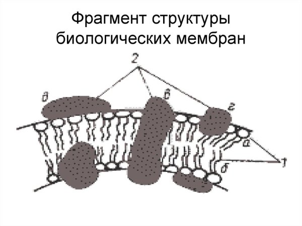 Схема строения биологической мембраны
