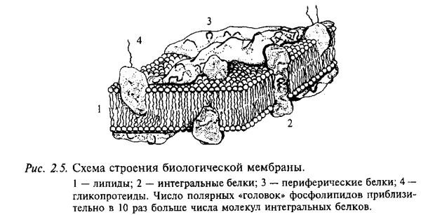 Строение биологической мембраны клетки