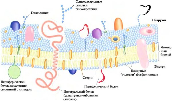 Строение клеточных мембран биохимия