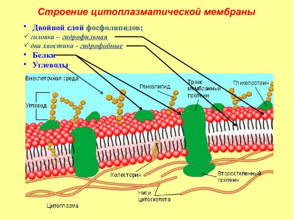 Цитоплазматическая мембрана плазмалемма