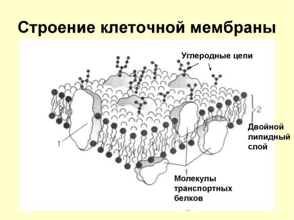 Наружная клеточная мембрана плазмалемма строение